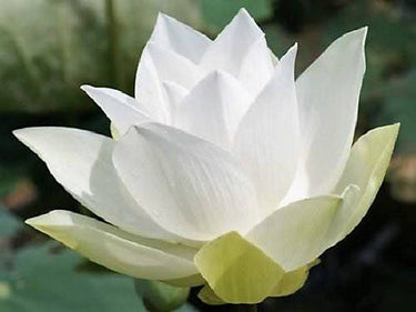 3 Organic Mixed Colors LOTUS Nelumbo Nucifera Pond Water Lily Lilypad Blue Red Flower Large Seeds